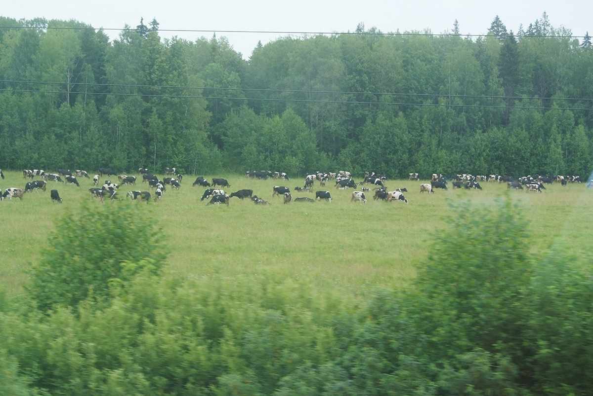 Сельская пастораль. Типичный пейзаж в республике Татарстан